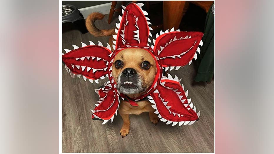 The Best Halloween Costumes for Dogs in 2022