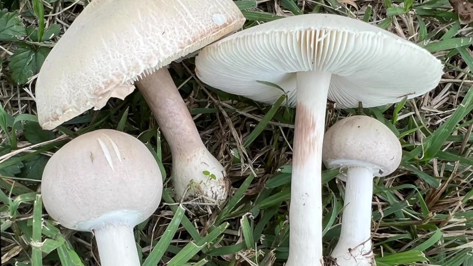 Local health experts warn of mushroom foraging after uptick in poisonings