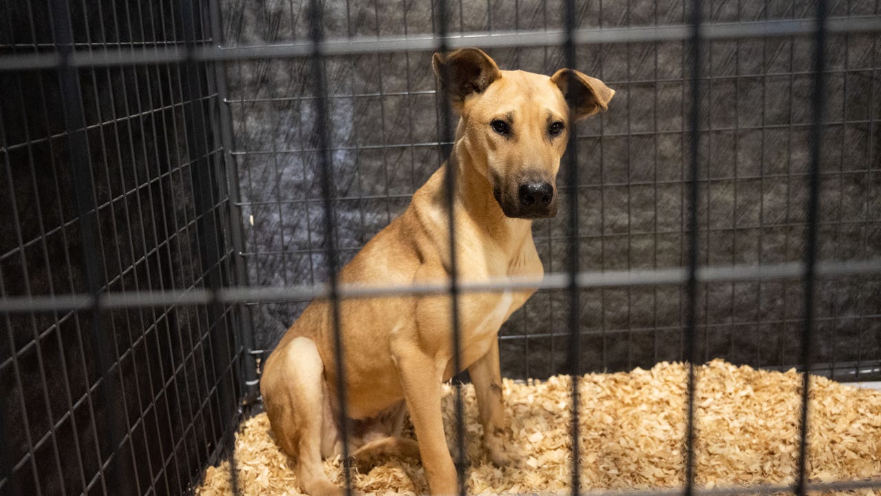Dogs rescued from South Korean dog meat farms arrive in US for adoption - Vimarsana News