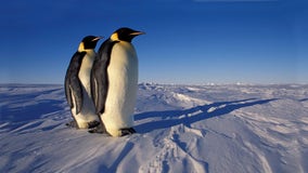 Emperor penguins now listed as threatened species