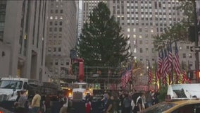 The Rockefeller Christmas tree arrives in New York City, ushering in the holiday season