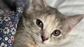 Kitten stolen from Eden Prairie PetSmart, owners plead ‘bring him back’