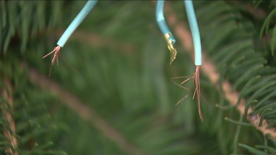 Local community enraged by holiday vandals who cut lights on beloved Christmas tree