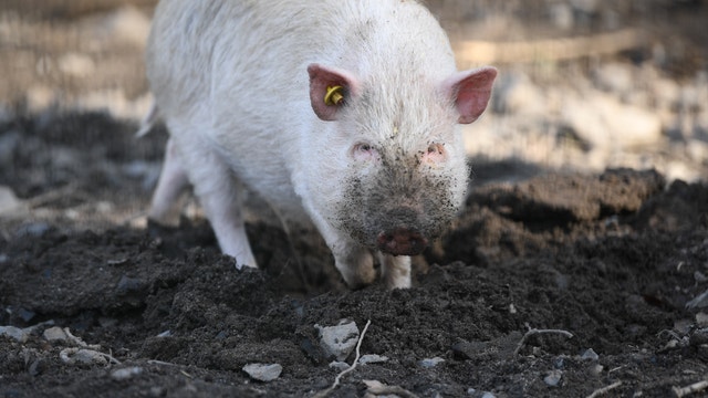 Delaware warns of 'significant increase' in potbellied pigs roaming freely in neighborhoods, rural areas