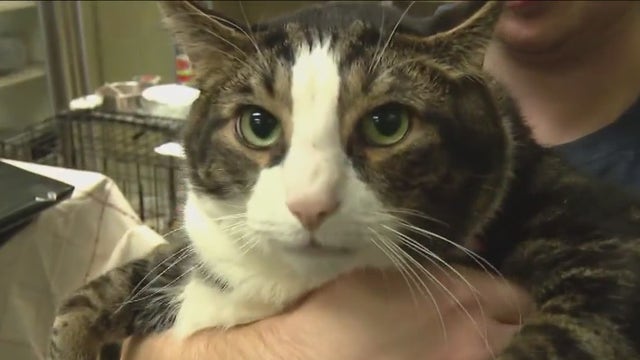 At capacity, a Blackwood pet adoption center reduces fees to help pets find forever homes