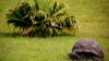 Jonathan the tortoise celebrates 190th birthday, oldest living land animal