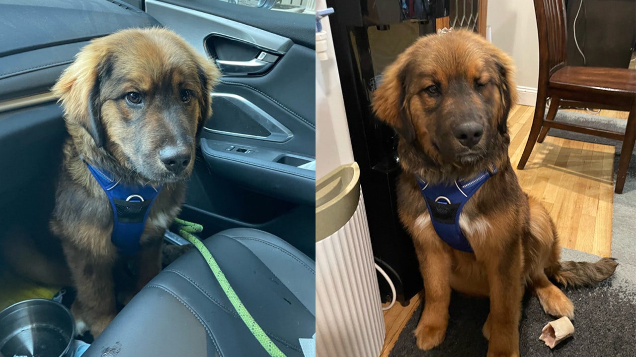 A puppy named Bear swims across Hudson River from NY to NJ - Vimarsana News