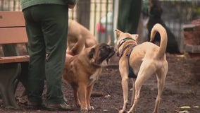 Canine Flu: Vets issue warnings regarding highly contagious strain of dog flu