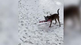 Adorable video: Police dog attempts to shovel snow in Vermont