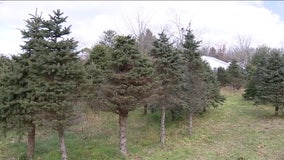 South Jersey Christmas tree farm selling $20 trees as owner battles incurable disease