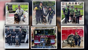 New Jersey therapy dog named best in country by American Kennel Club