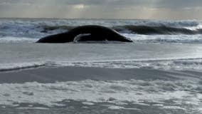 Large dead whale found washed ashore Cape May County beach