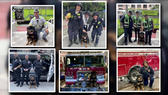 New Jersey therapy dog named best in country by American Kennel Club