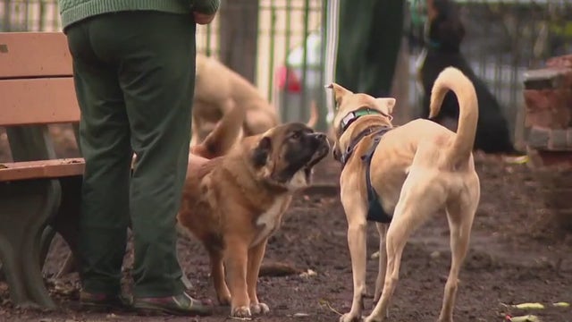 Canine Flu: Vets issue warnings regarding highly contagious strain of dog flu