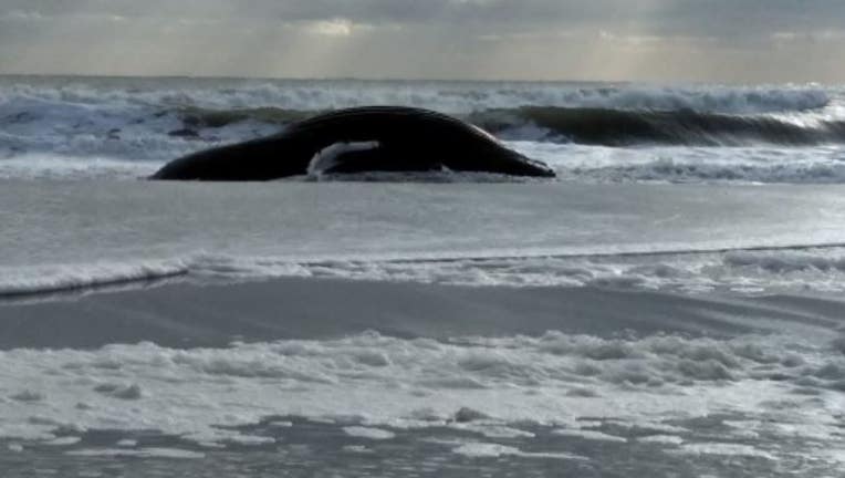 dead whale washes up