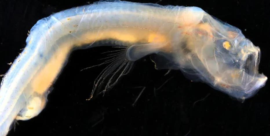 Scientists discover new species of fish capable of withstanding crushing  pressures five miles underwater