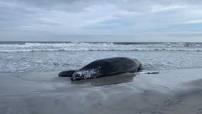 Whale deaths spark questions about New Jersey wind farm development