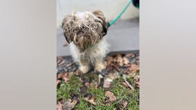 PSPCA rescues 21 dogs from unsanitary conditions at Lancaster County property