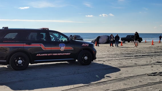 Ship may have hit 33-foot whale found washed ashore near Atlantic City boardwalk, officials say
