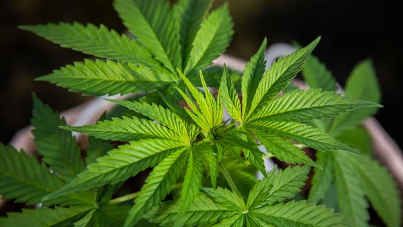 Effort to legalize recreational weed in Delaware begins anew