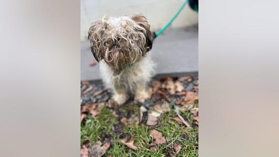 PSPCA rescues 21 dogs from unsanitary conditions at Lancaster County property