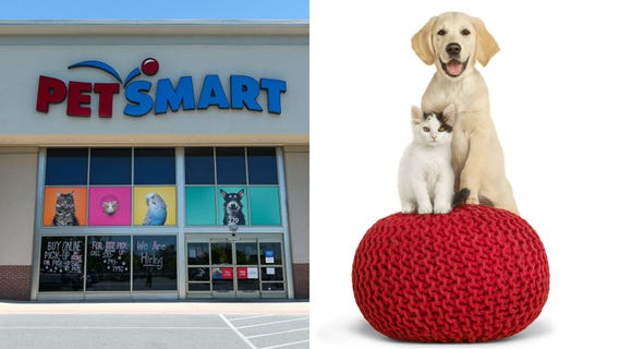 PetSmart searching for cat and dog 'chief toy testers,' offering $10,000 each