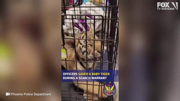 Man tried to sell tiger cub on social media, Phoenix Police say