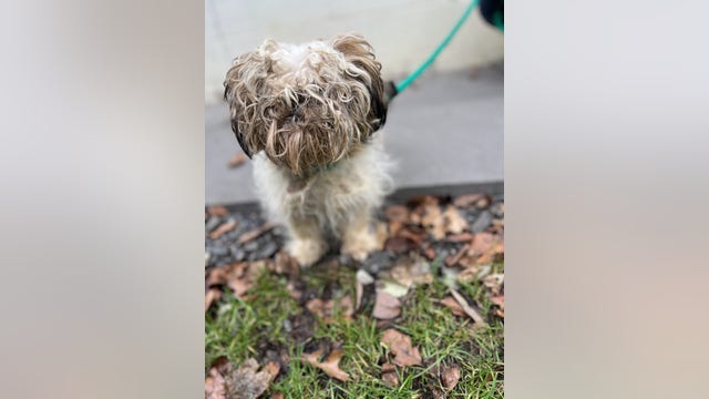 PSPCA rescues 21 dogs from unsanitary conditions at Lancaster County property