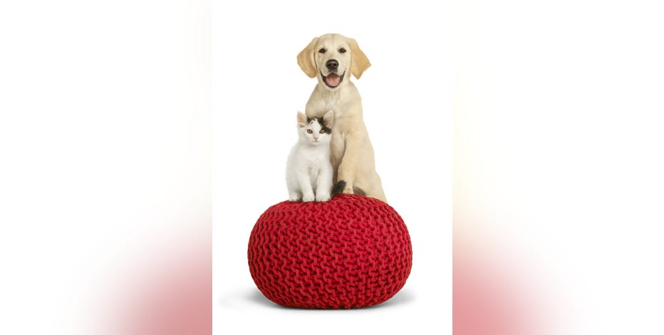 Our Tester Dogs Loved This Futuristic Toy, And It's On Sale Through Cyber  Monday