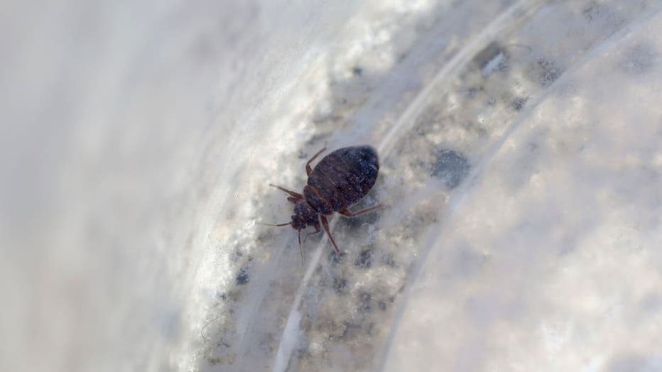 FILE - This photograph shows a bed bug in an apartment in Hong Kong on May 26, 2017. (Photo by Edward Wong/South China Morning Post via Getty Images)