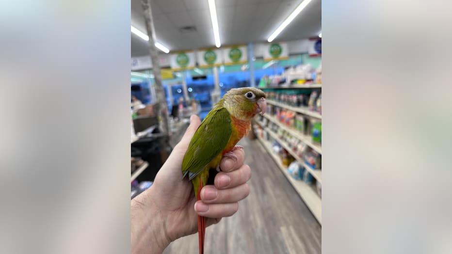 Toddler fowl taken from New Jersey pet retailer noticed secure, suspect billed