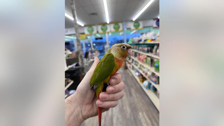 Toddler fowl taken from New Jersey pet retailer noticed secure, suspect billed Toddler fowl taken from New Jersey pet retailer noticed secure, suspect billed