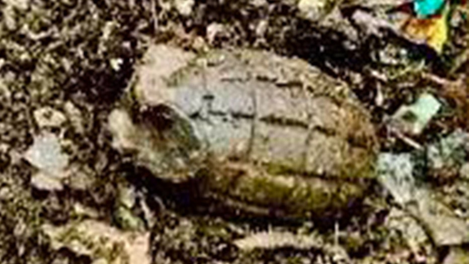 Wrentham-police-grenade.jpg