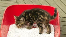 Write your ex’s name in litter box for Valentine’s Day