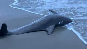 Woman finds 8-foot beached dolphin during dog walk on Avalon beach