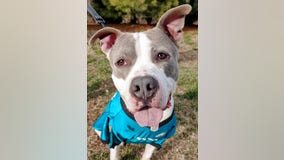 NJ animal shelter hosting adoption deal in honor of Super Bowl, South Jersey native Haason Reddick