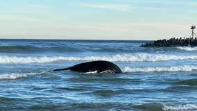 65-foot whale washes up on New Jersey beach