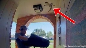 Wild video shows squirrel fly into home as door opens for pizza delivery
