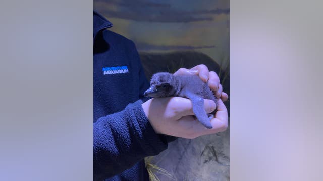 Adventure Aquarium welcomes baby blue penguin to its growing colony