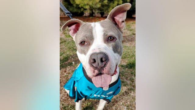 NJ animal shelter hosting adoption deal in honor of Super Bowl, South Jersey native Haason Reddick