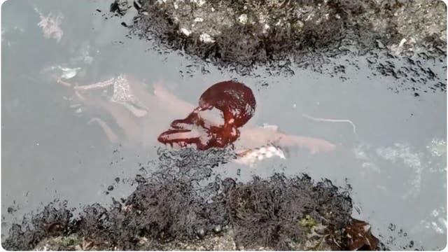 Watch: Rarely-seen giant Pacific octopus spotted swimming in Oregon tide pool