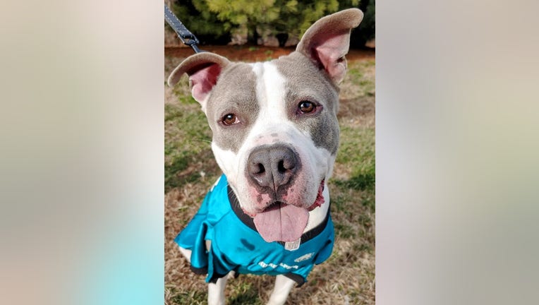 Homeward Bound Pet Adoption Center offering $7 adoption for Super Bowl week