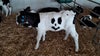 Calf born with unique smiley face marking finds forever home