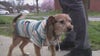 Delco support dog missing over a year found by police and returned home to grateful family
