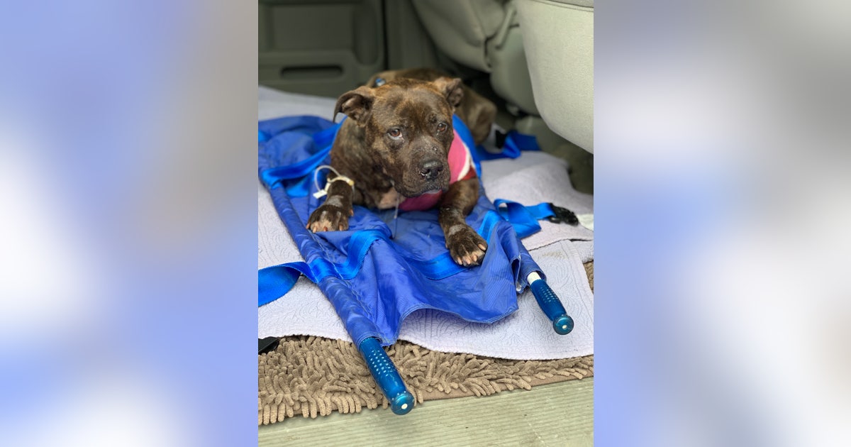 Dog 'left in the streets to die' after getting shot in Philadelphia ...