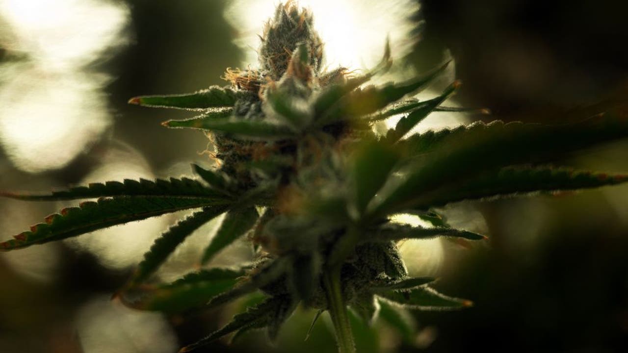 Delaware Lawmakers Give Final Approval To Marijuana Bills | FOX 29 ...