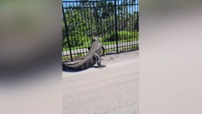 So Florida: Massive alligator crushes through metal fence at Florida golf course