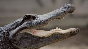 Man bitten by alligator at his front door in Daytona Beach, police say