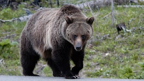 National Park Service says 'never push a slower friend down’ if bear attacks