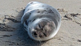 Young seal rescued in Rehoboth Beach thanks to actions of beach goer